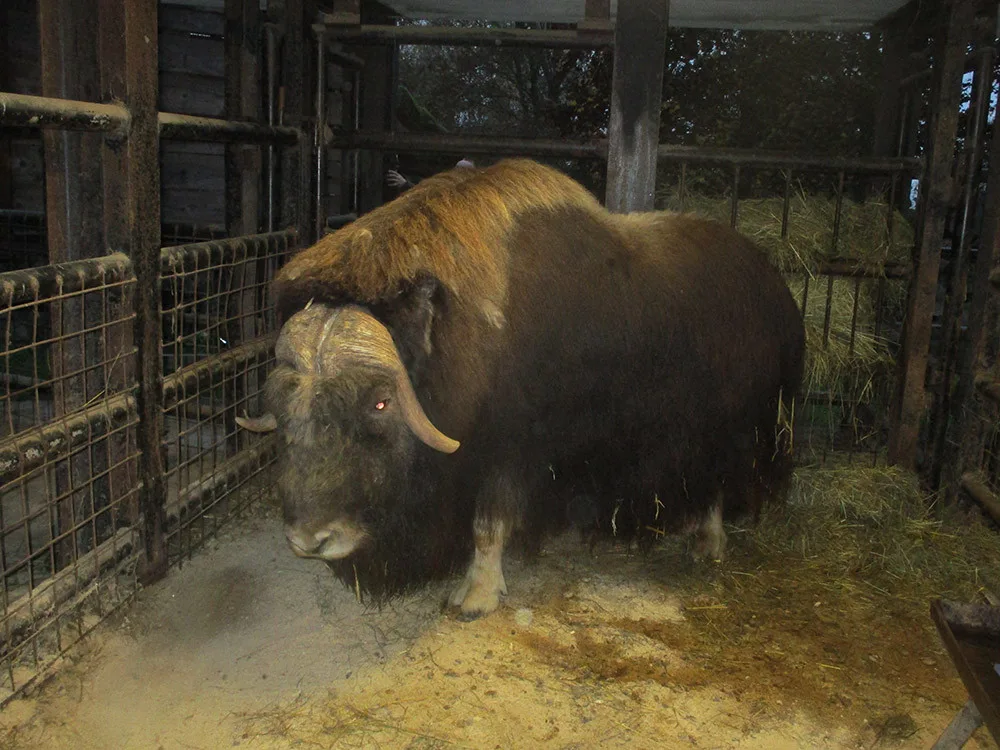 V Zoo Olomouc se zabydluje nový samec pižmoně aljašského