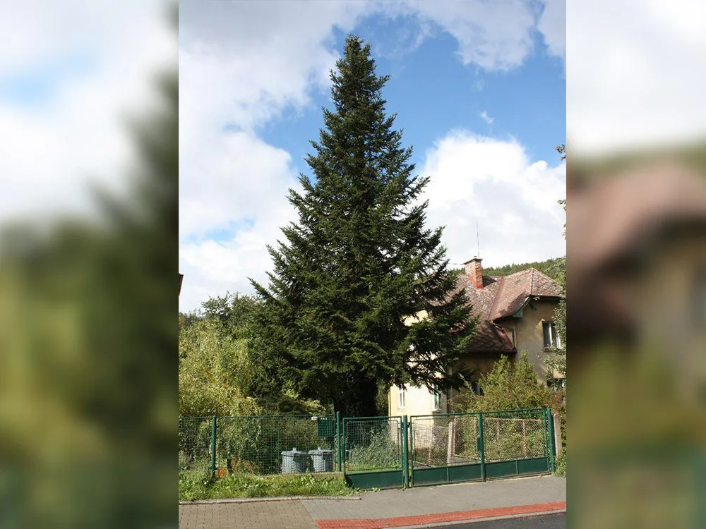 Vánoční strom pro olomoucké náměstí roste v Hlubočkách