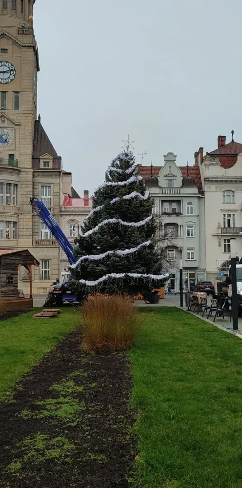 V Prostějově opět budí pozornost křivý vánoční stromeček. Už je to tradice, smějí se lidé