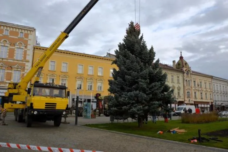 V Prostějově opět budí pozornost křivý vánoční stromeček. Už je to tradice, smějí se lidé