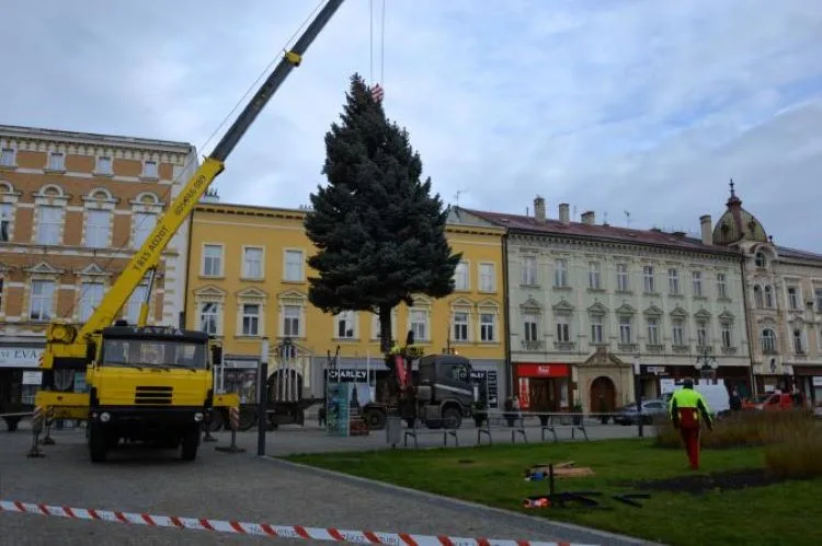 V Prostějově opět budí pozornost křivý vánoční stromeček. Už je to tradice, smějí se lidé