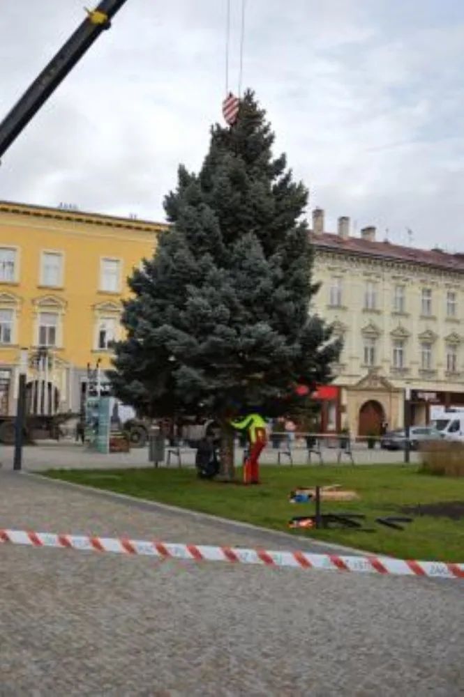V Prostějově opět budí pozornost křivý vánoční stromeček. Už je to tradice, smějí se lidé