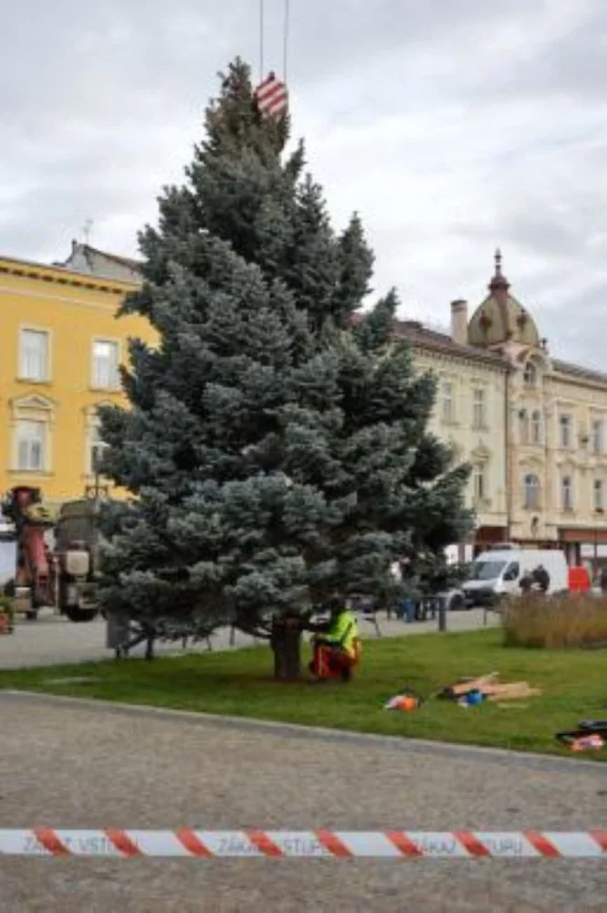 V Prostějově opět budí pozornost křivý vánoční stromeček. Už je to tradice, smějí se lidé