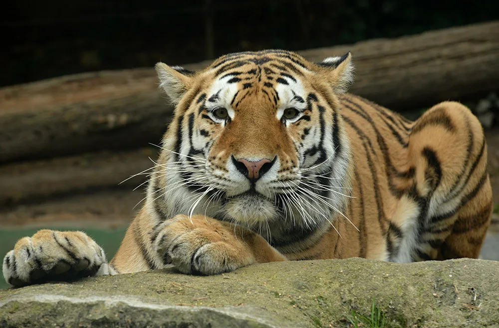 Budou na Svatém Kopečku zase tygřata? Olomoucká zoo rozběhla námluvy vzácných šelem