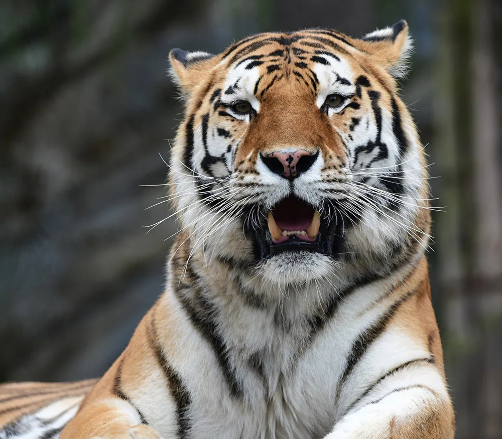 Budou na Svatém Kopečku zase tygřata? Olomoucká zoo rozběhla námluvy vzácných šelem