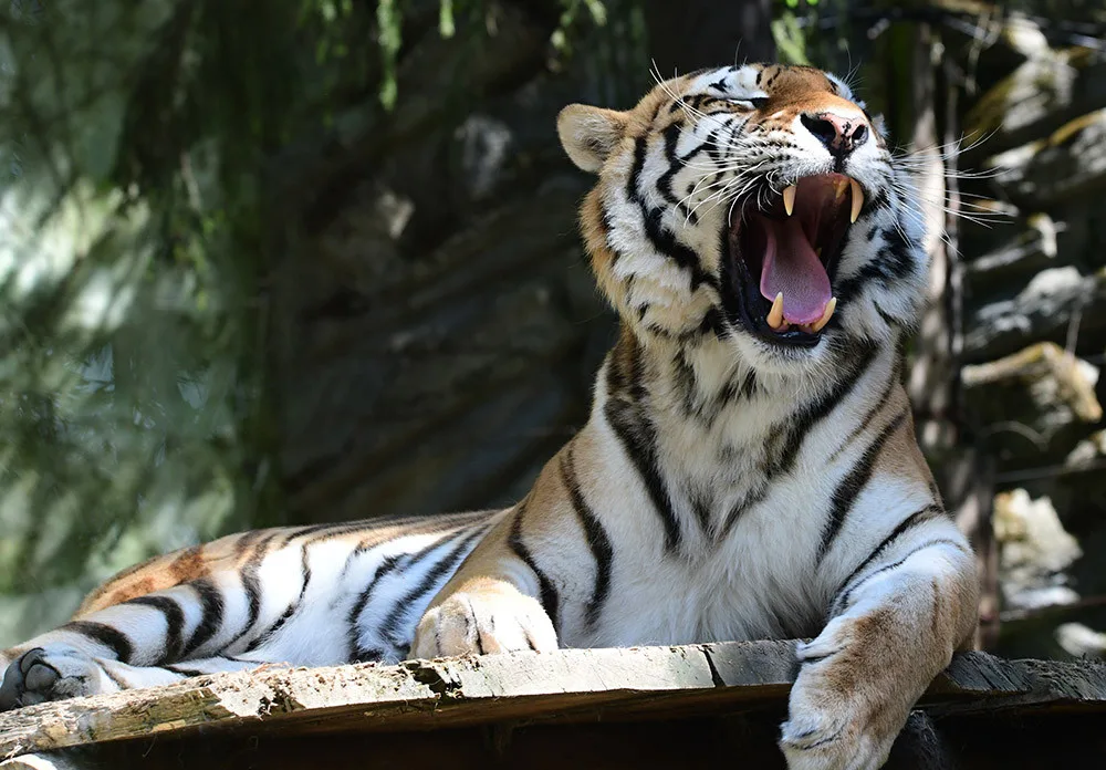 Budou na Svatém Kopečku zase tygřata? Olomoucká zoo rozběhla námluvy vzácných šelem