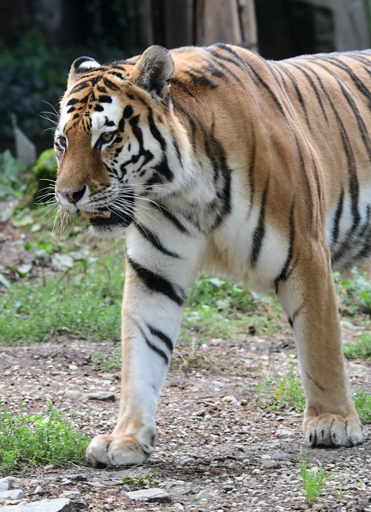 Budou na Svatém Kopečku zase tygřata? Olomoucká zoo rozběhla námluvy vzácných šelem