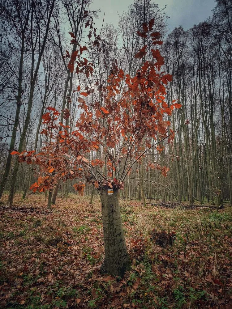 TIP NA VÝLET: Nenáročná procházka krásnou přírodou Pomoraví. Ideální na Silvestra nebo na Nový rok