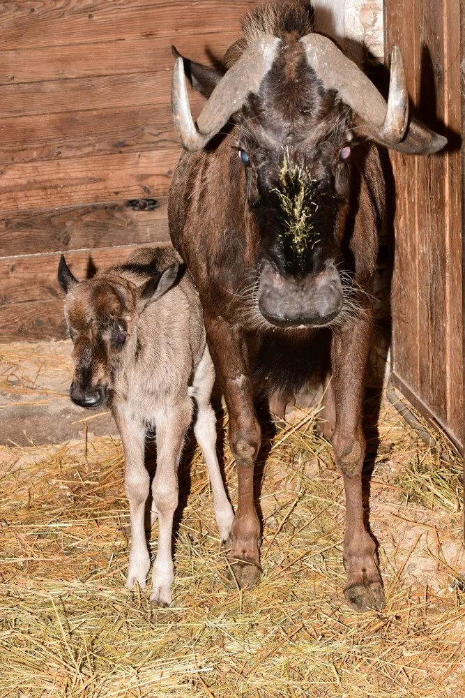 Prvním mládětem letošního roku je v olomoucké zoo čertice Kameba. Samička pakoně běloocasého