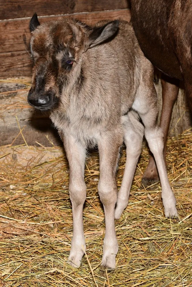 Prvním mládětem letošního roku je v olomoucké zoo čertice Kameba. Samička pakoně běloocasého
