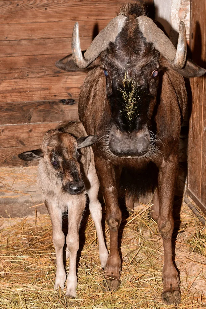 Prvním mládětem letošního roku je v olomoucké zoo čertice Kameba. Samička pakoně běloocasého