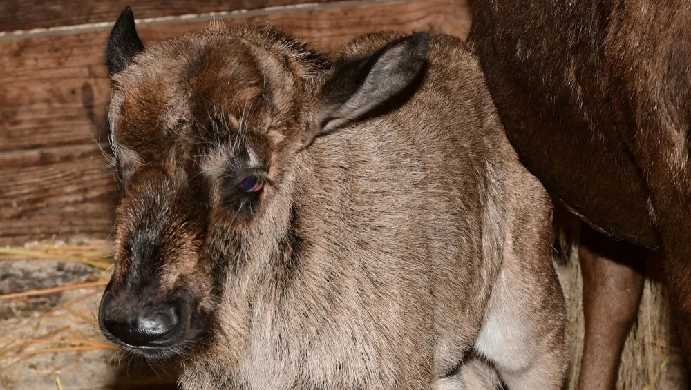 Prvním mládětem letošního roku je v olomoucké zoo čertice Kameba. Samička pakoně běloocasého