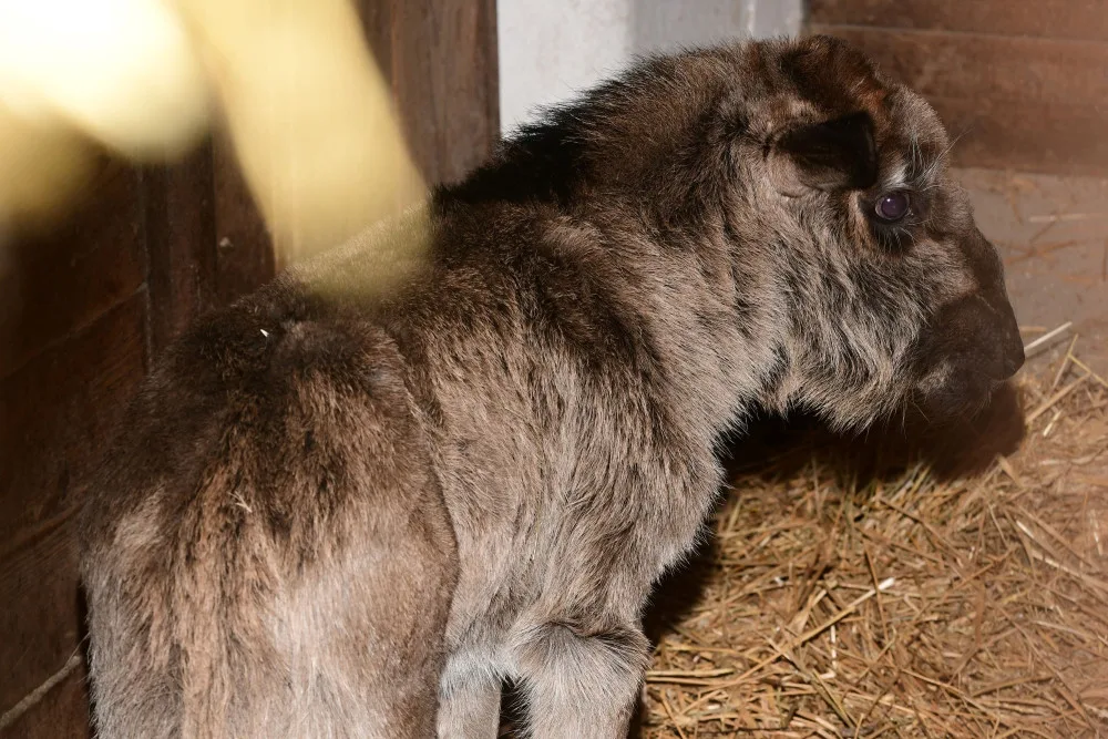 Prvním mládětem letošního roku je v olomoucké zoo čertice Kameba. Samička pakoně běloocasého