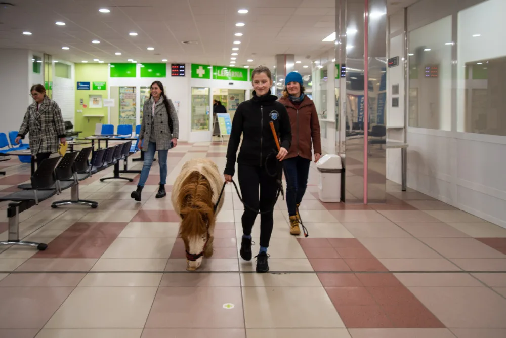 Poník Kulička přišel do olomoucké Fakultní nemocnice potěšit těžce zraněného chovatele koní