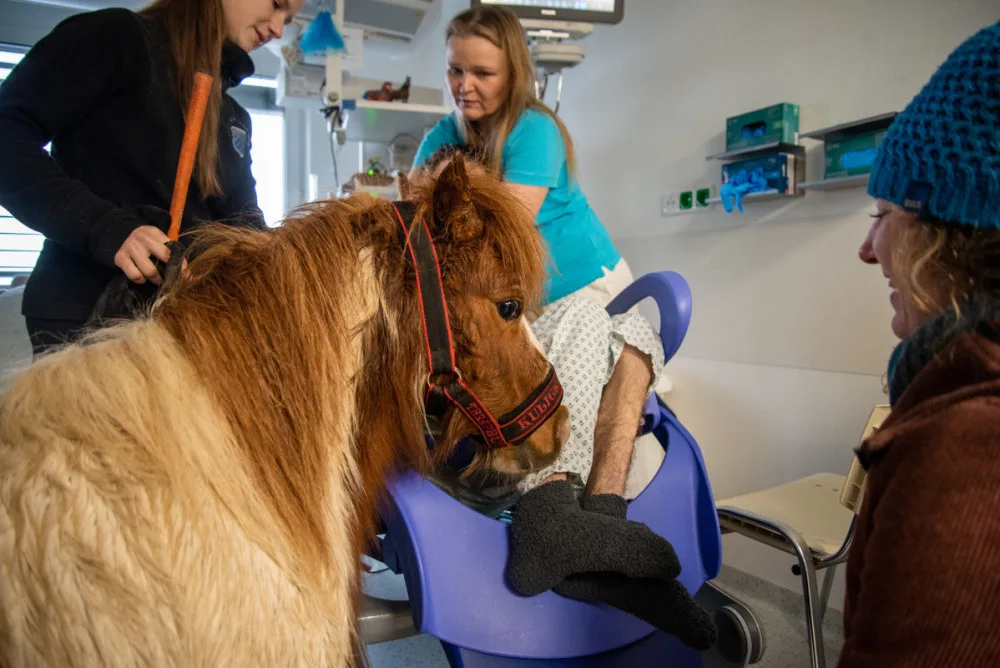 Poník Kulička přišel do olomoucké Fakultní nemocnice potěšit těžce zraněného chovatele koní