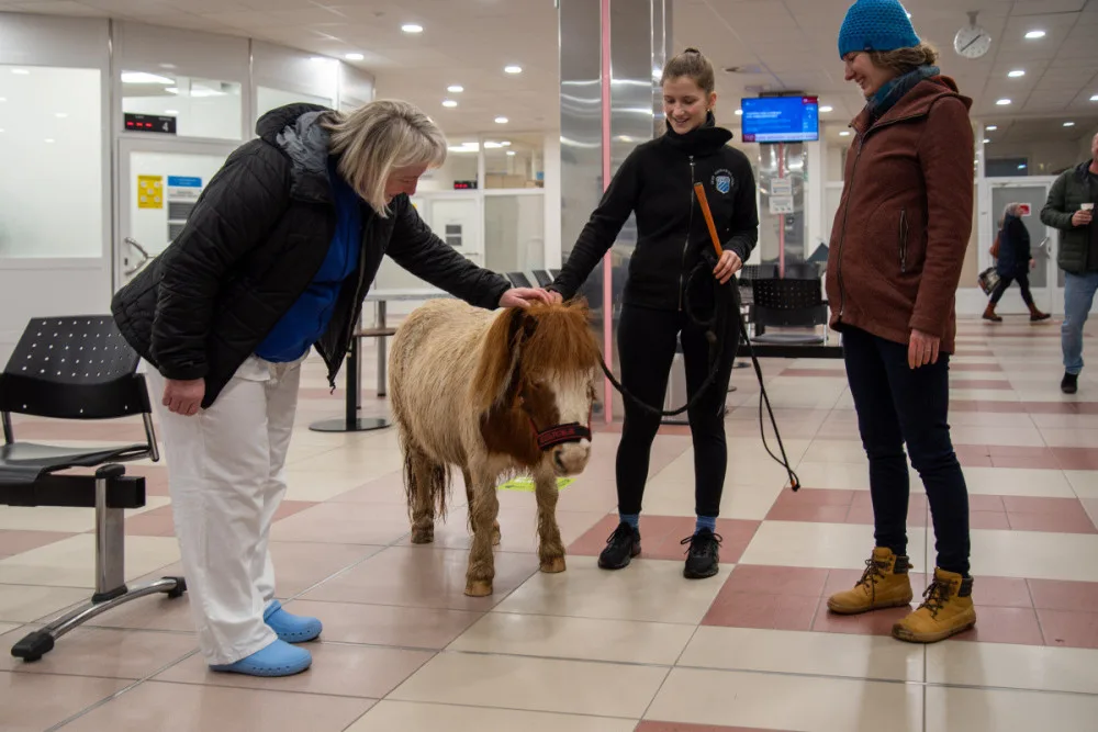 Poník Kulička přišel do olomoucké Fakultní nemocnice potěšit těžce zraněného chovatele koní