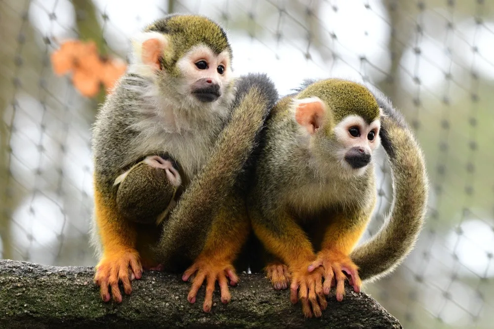 Kolik je kotulů nebo vlků? Návštěvníci Zoo na Svatém Kopečku počítají neposedná zvířata