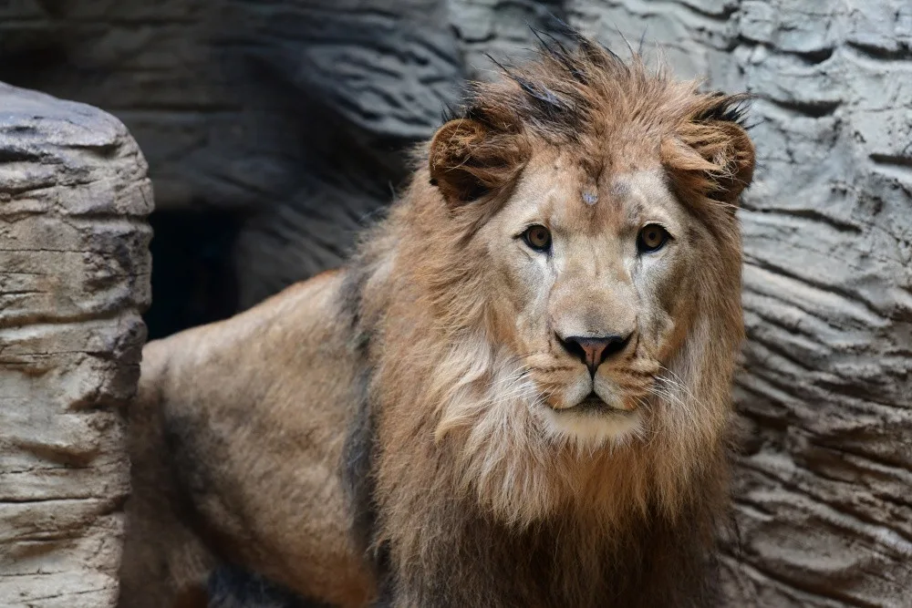 Kolik je kotulů nebo vlků? Návštěvníci Zoo na Svatém Kopečku počítají neposedná zvířata