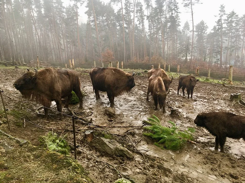 Stromečková snídaně. Na jehličnanech si pochutnávají zubři i velbloudi