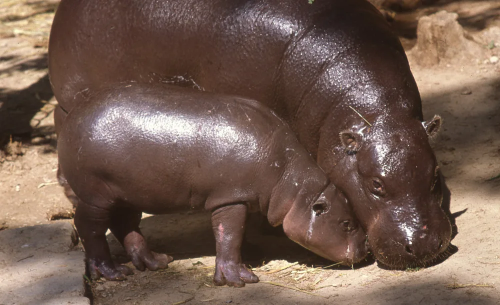 Olomoucká zoo se dnes rozloučila s šestatřicetiletou hrošicí Blankou. Odešla pomocí eutanázie