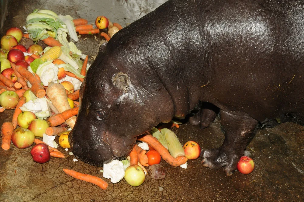 Olomoucká zoo se dnes rozloučila s šestatřicetiletou hrošicí Blankou. Odešla pomocí eutanázie