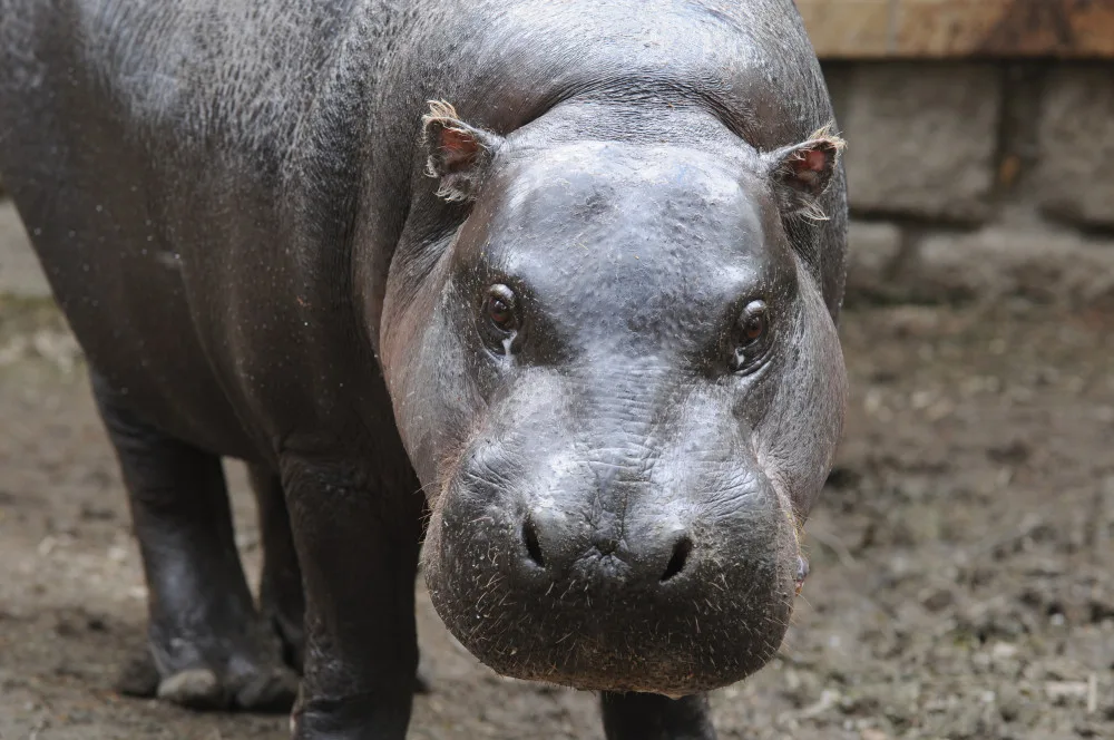 Olomoucká zoo se dnes rozloučila s šestatřicetiletou hrošicí Blankou. Odešla pomocí eutanázie