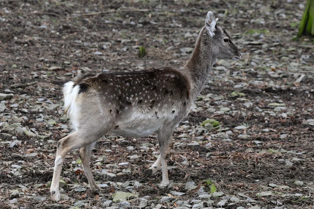Samice vzácného daňka mezopotámského, který mále vyhynul, rozšířila stádo v olomoucké zoo. Přicestovala z Francie
