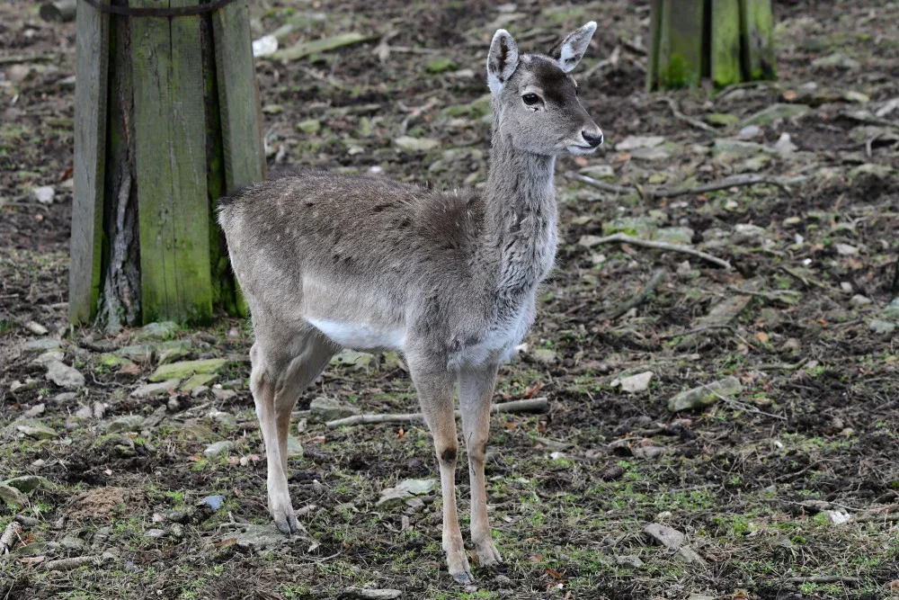 Samice vzácného daňka mezopotámského, který mále vyhynul, rozšířila stádo v olomoucké zoo. Přicestovala z Francie