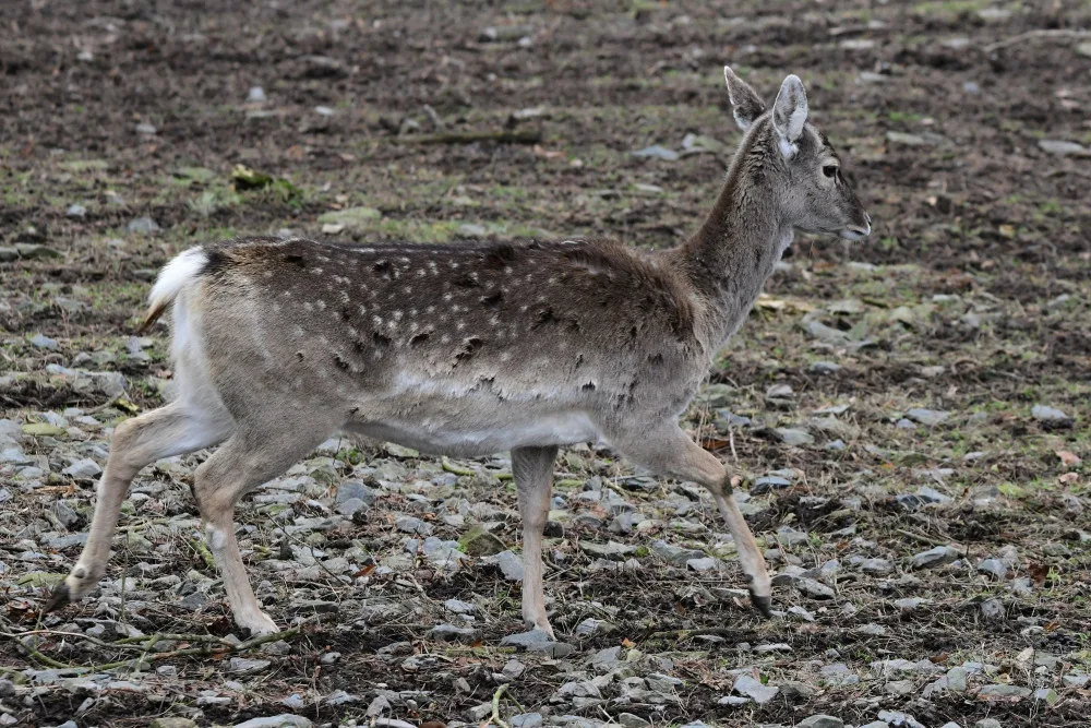 Samice vzácného daňka mezopotámského, který mále vyhynul, rozšířila stádo v olomoucké zoo. Přicestovala z Francie