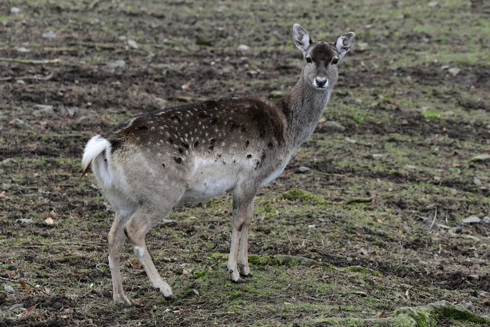 Samice vzácného daňka mezopotámského, který mále vyhynul, rozšířila stádo v olomoucké zoo. Přicestovala z Francie