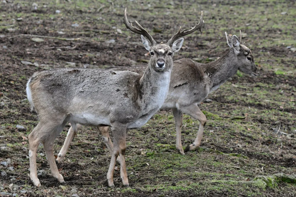 Samice vzácného daňka mezopotámského, který mále vyhynul, rozšířila stádo v olomoucké zoo. Přicestovala z Francie