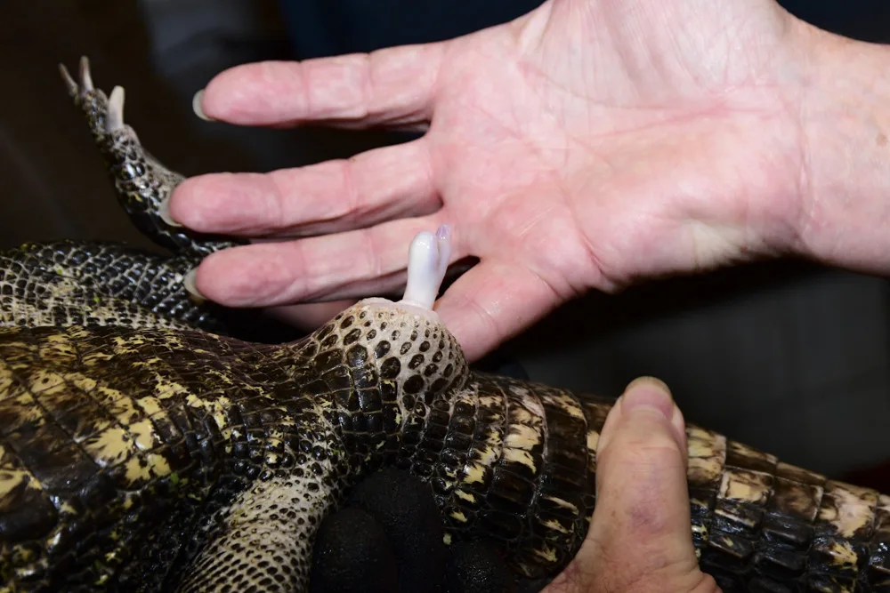 VIDEO: Úspěšné sexování olomouckých krokodýlů: zoo na Svatém Kopečku hlásí pět samců