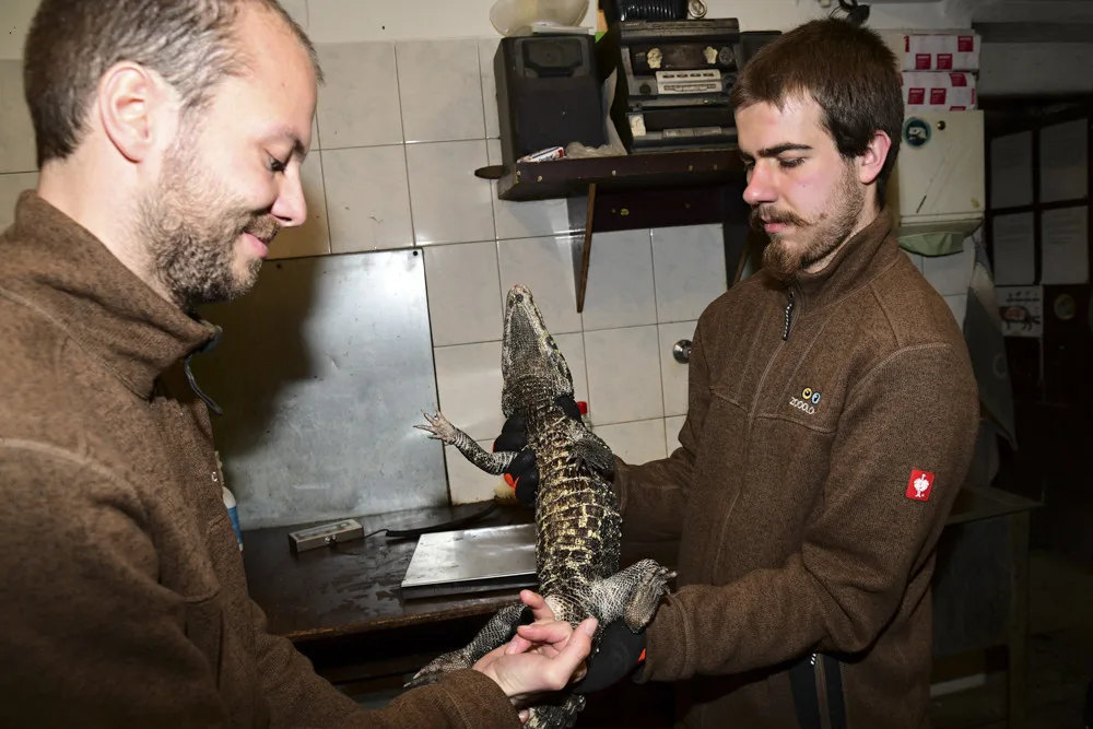 VIDEO: Úspěšné sexování olomouckých krokodýlů: zoo na Svatém Kopečku hlásí pět samců