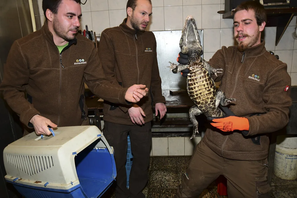 VIDEO: Úspěšné sexování olomouckých krokodýlů: zoo na Svatém Kopečku hlásí pět samců