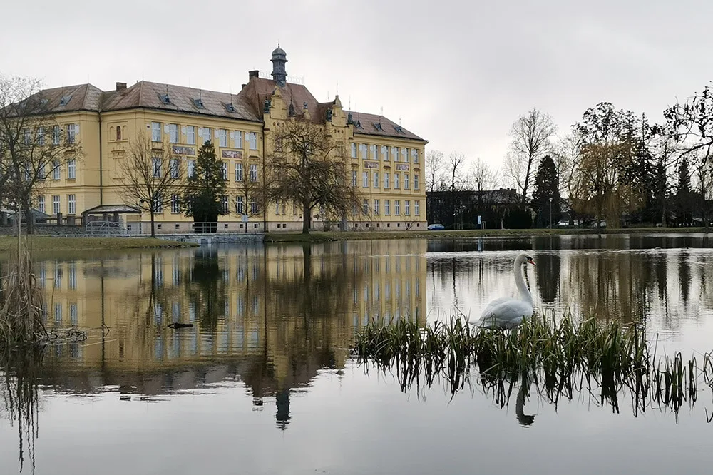 Labuť na Uničovském rybníku v Litovli