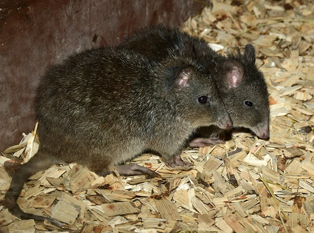 Zoo Olomouc nově chová pár klokánků krysích