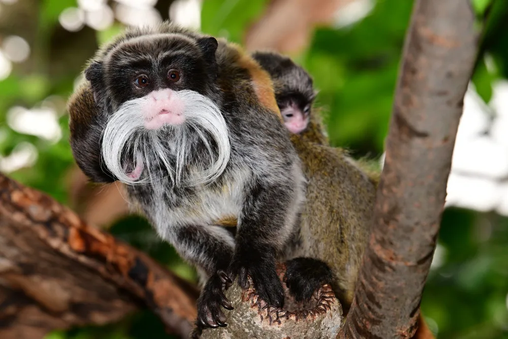 Nová mláďata v olomoucké zoo. Tamaríni vousatí přivedli na svět dvojčata