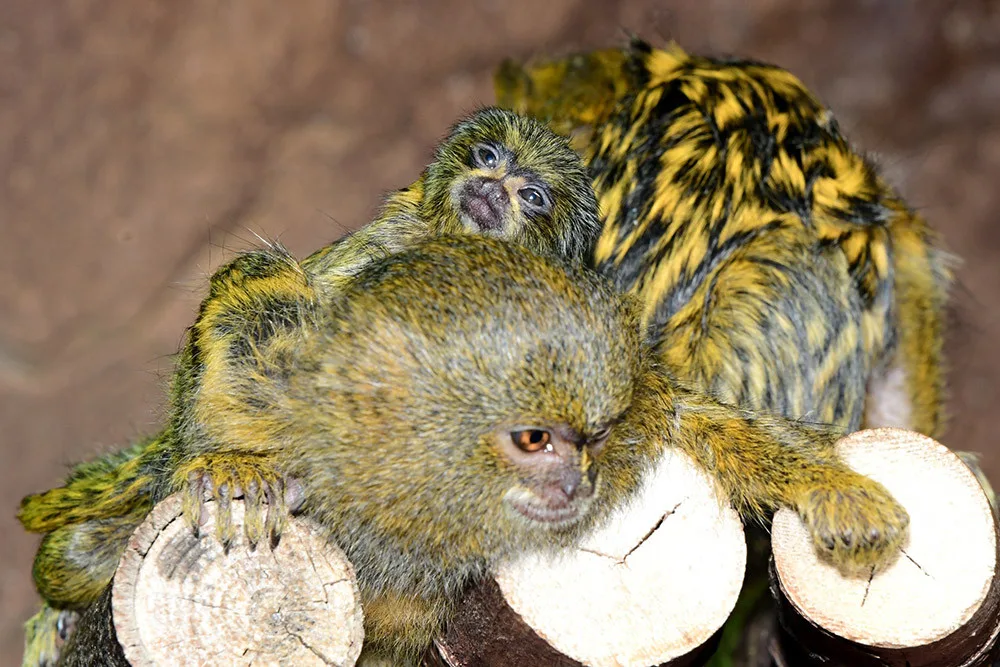 Malincí kosmani objevují olomouckou zoo. V pavilonu opic se narodila dvojčata
