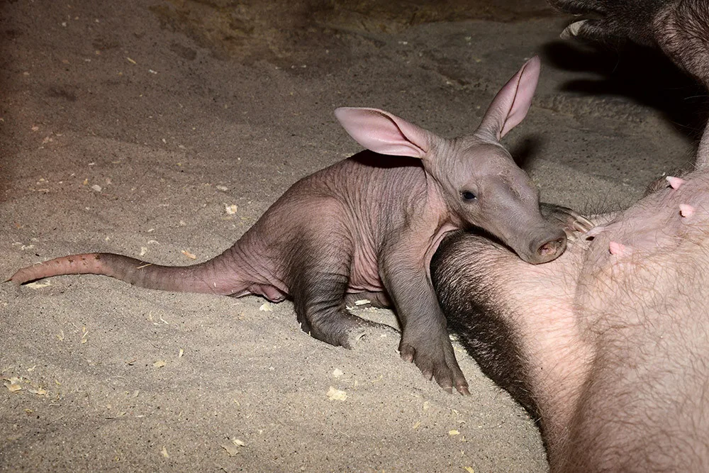 Malý zázrak v pavilonu Kalahari. Zoo Olomouc intenzivně pečuje o vzácné mládě hrabáče