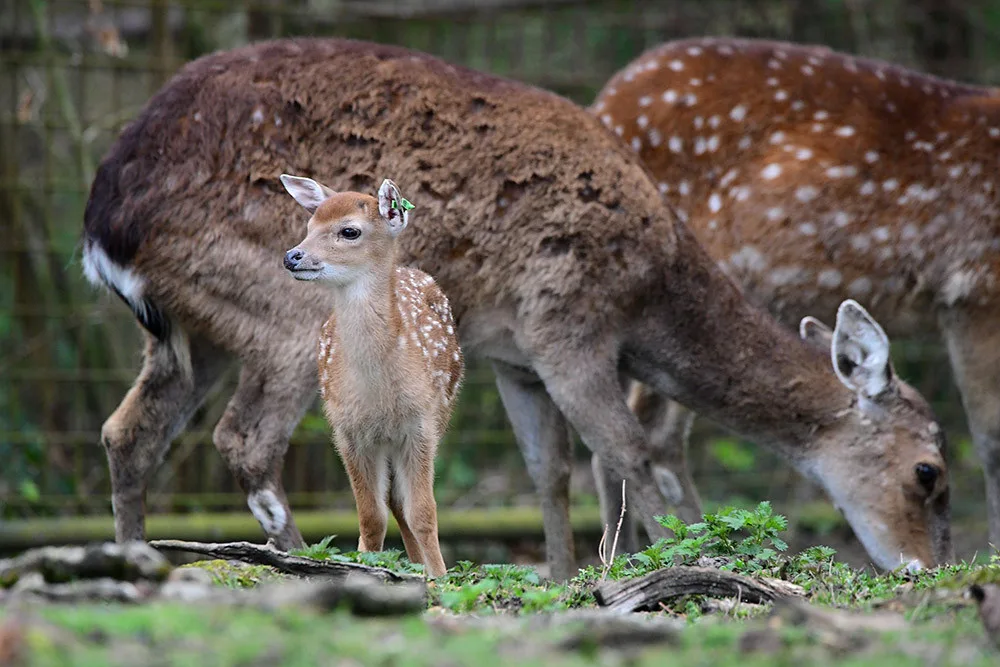Stádo vzácných vietnamských jelenů sika se rozrůstá. Zoo Olomouc hlásí šest mláďat