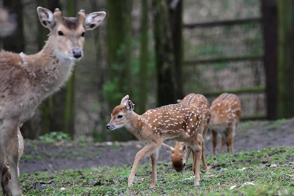 Stádo vzácných vietnamských jelenů sika se rozrůstá. Zoo Olomouc hlásí šest mláďat