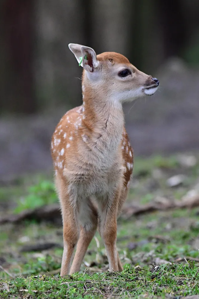 Stádo vzácných vietnamských jelenů sika se rozrůstá. Zoo Olomouc hlásí šest mláďat