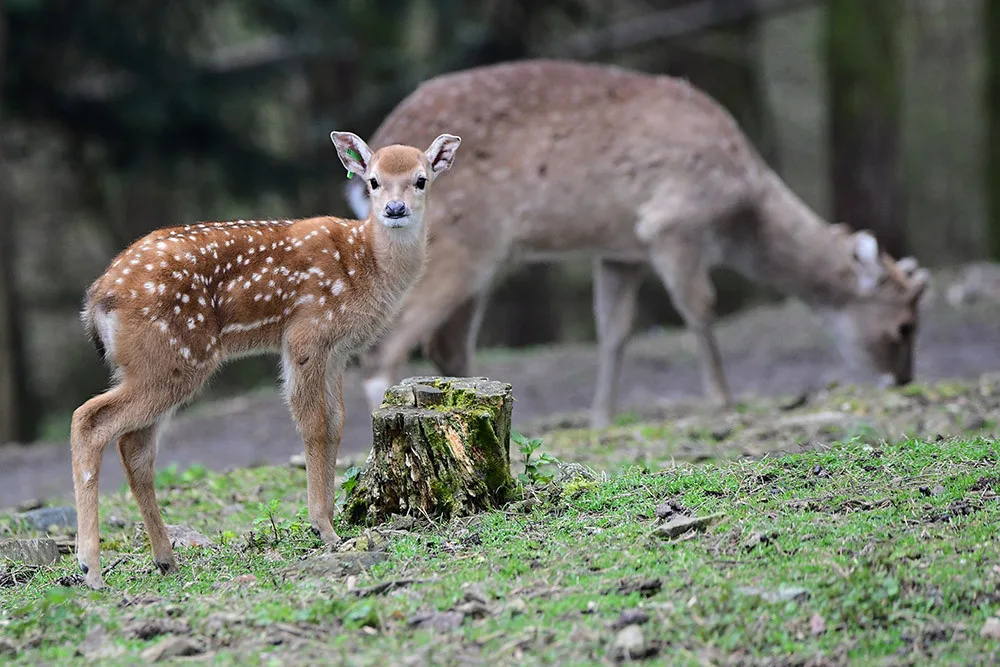 Stádo vzácných vietnamských jelenů sika se rozrůstá. Zoo Olomouc hlásí šest mláďat
