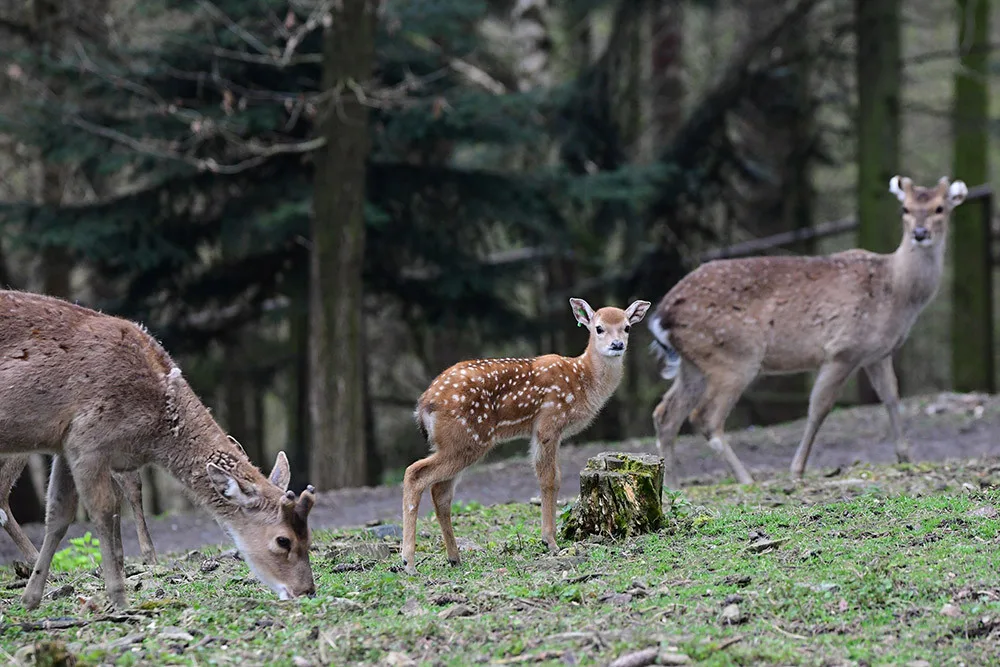 Stádo vzácných vietnamských jelenů sika se rozrůstá. Zoo Olomouc hlásí šest mláďat