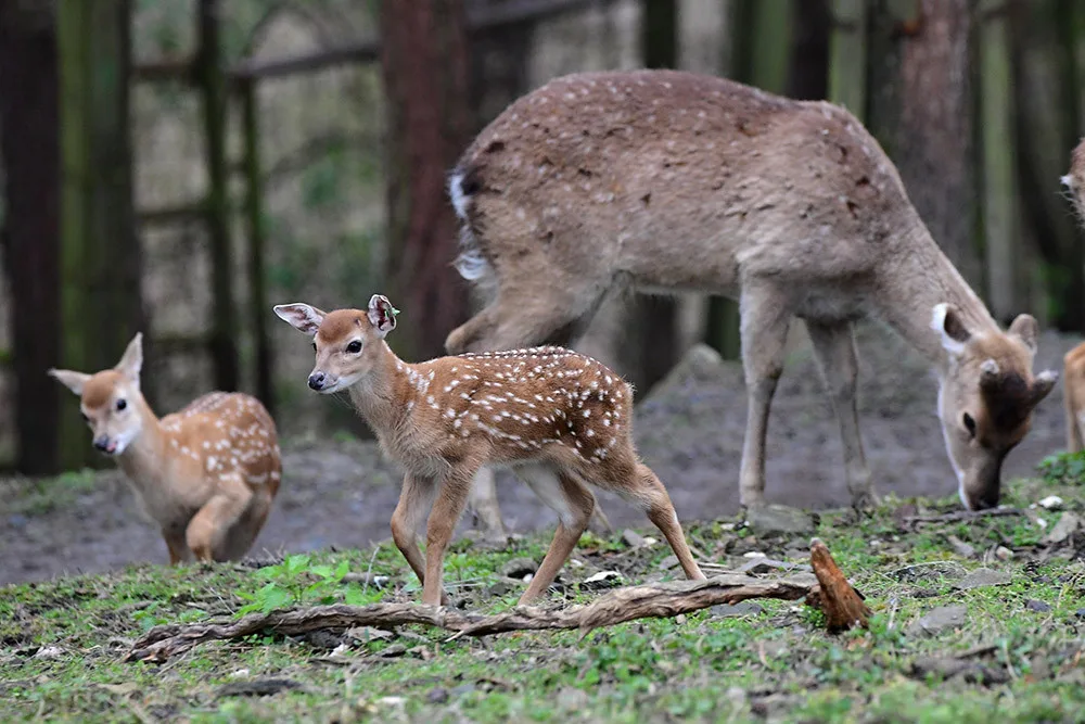 Stádo vzácných vietnamských jelenů sika se rozrůstá. Zoo Olomouc hlásí šest mláďat