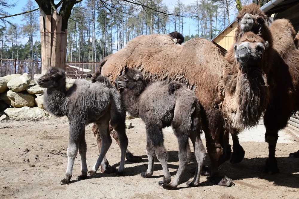 Zoo Olomouc hlásí trojnásobnou radost u velbloudů. Samec Lorenzo se činil