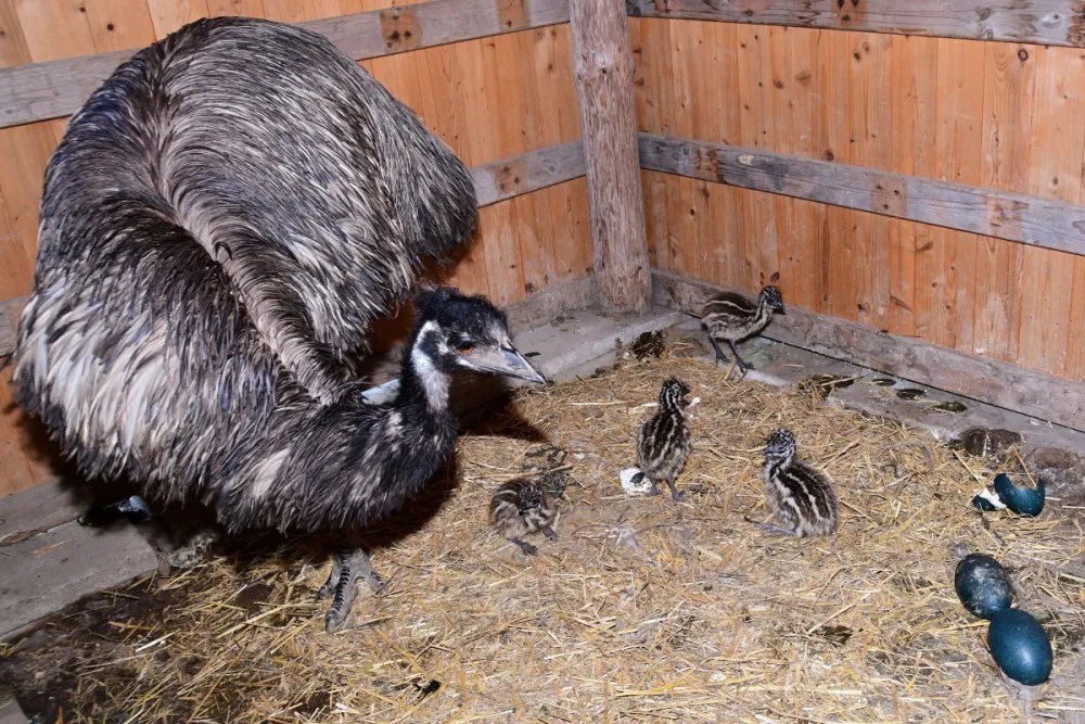 Skvělý úspěch v olomoucké zoo. Návštěvníci se mohou těšit na mláďata emu hnědých