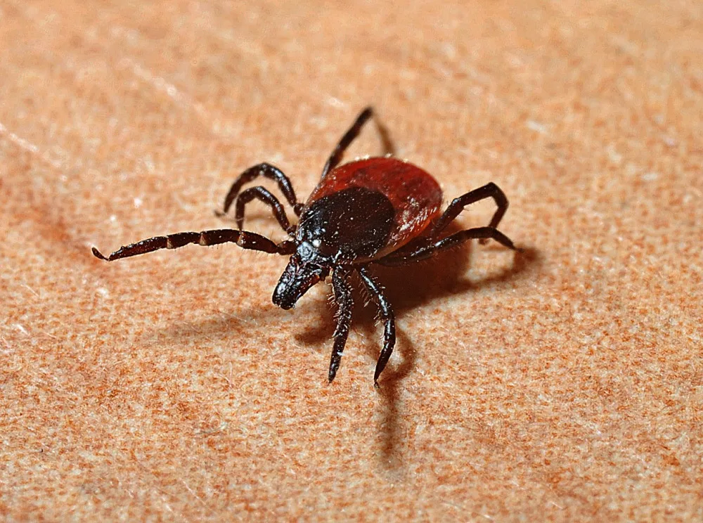 Aplikace Klíšťapka pomůže se sběrem dat o výskytu klíšťat. Podílel se na ní i vědec z Univerzity Palackého