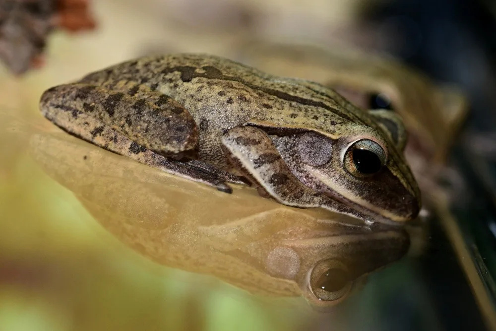 Žáby létavky i obří kobylka. Zoo Olomouc otevřela novou terarijní expozici