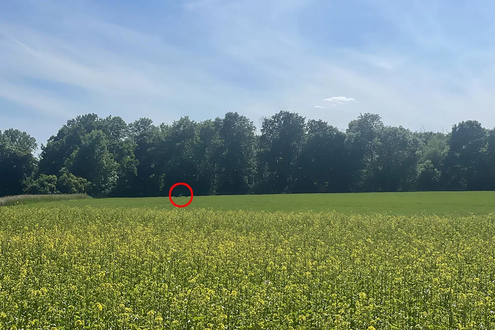 VIDEO: Toulavý nandu od Olomouce už má nový domov, odchyt zvládli odborníci ze Zoo Olomouc